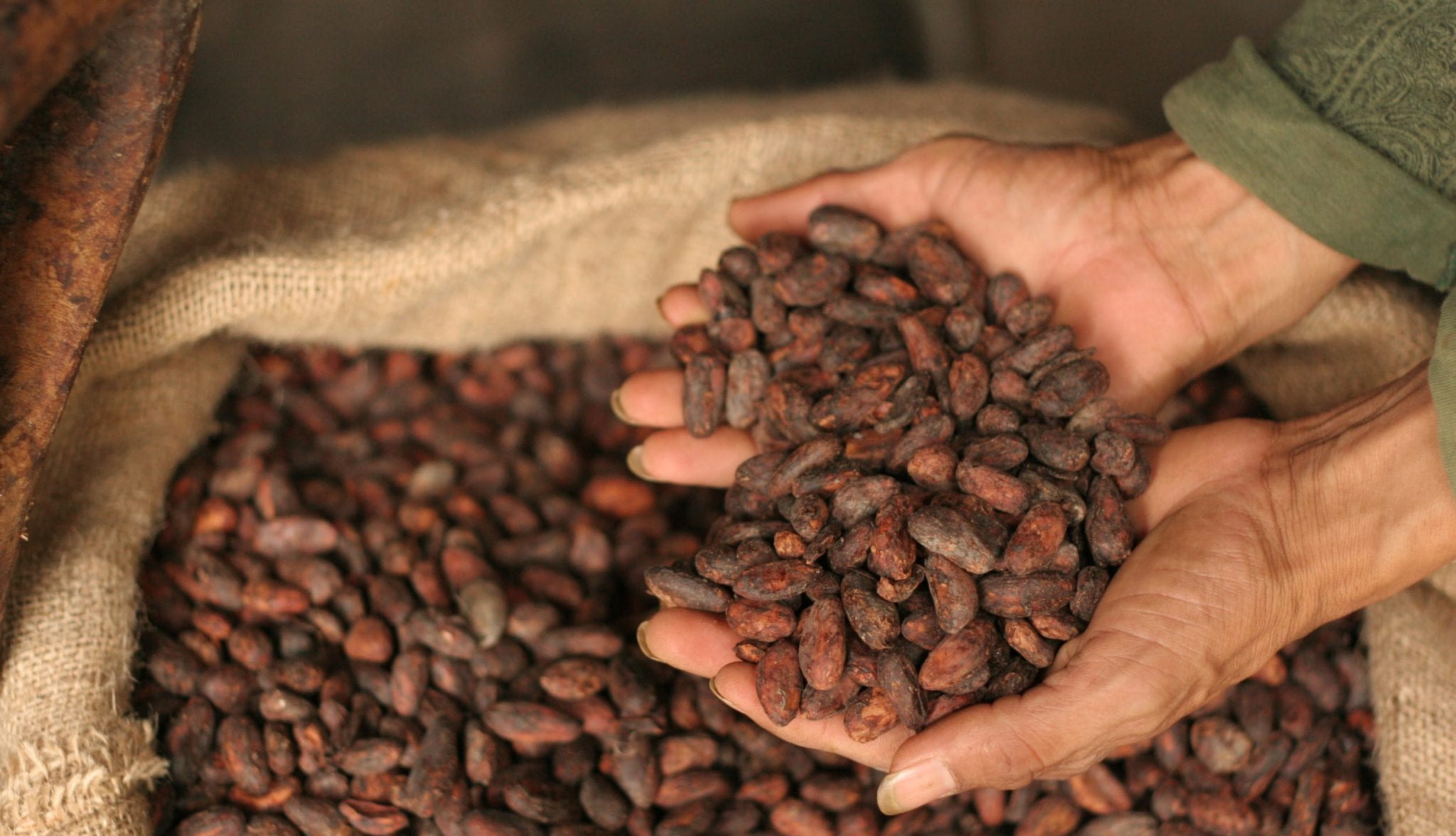 Cacao F1 - Primera Calidad